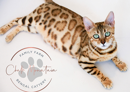 beautiful bengal kitten texas